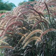 PURPLE FOUNTAIN GRASS