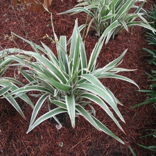 FLAX LILLY