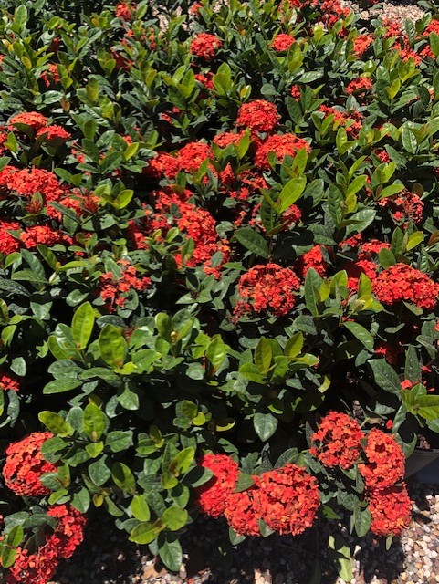 RED IXORA