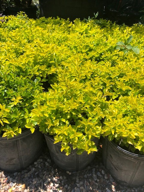 GOLDEN DURANTA