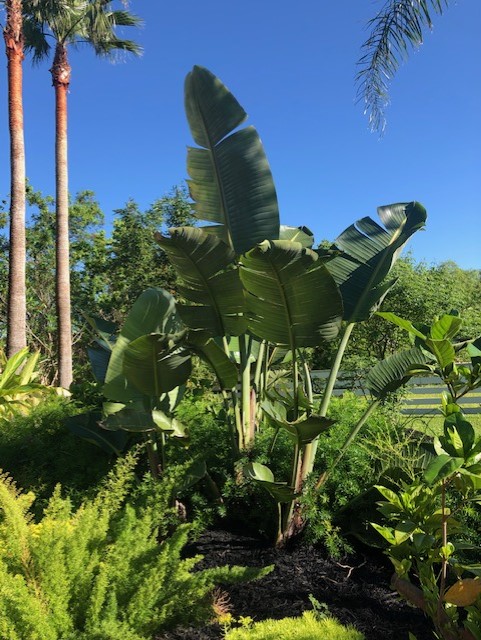 GIANT BIRD OF PARADISE