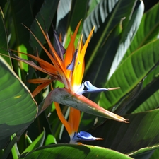 TROPICAL BIRD OF PARADISE