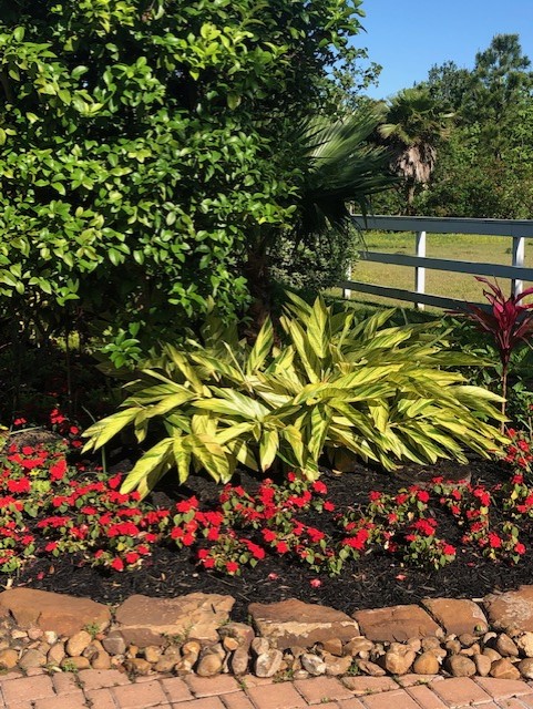 VARIEGATED GINGER