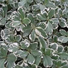 PITTOSPORUM