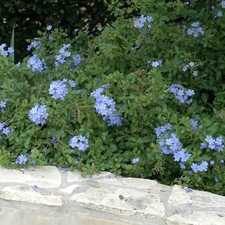 BLUE PLUMBAGO