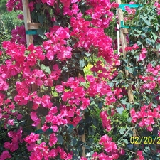 Bougainvillea