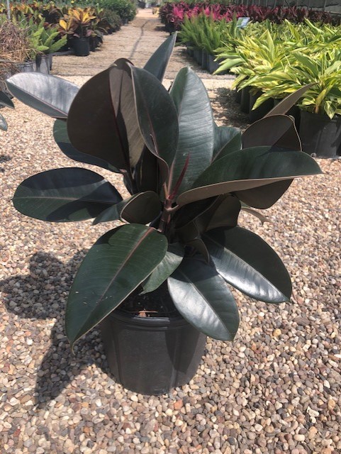 Burgundy Rubber Tree