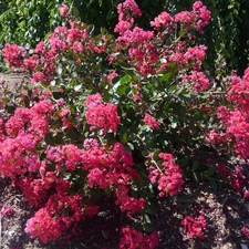 'Red Filli' ( Crepe Myrtle)