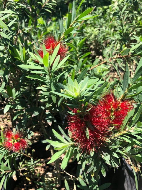 'Little John' (Dwarf Bottle Brush)