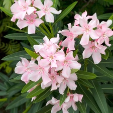 Dwarf Oleander