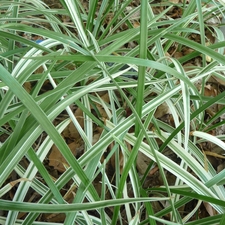 Aztec Grass