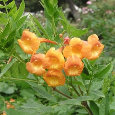 Esperanza (Yellow Bells)