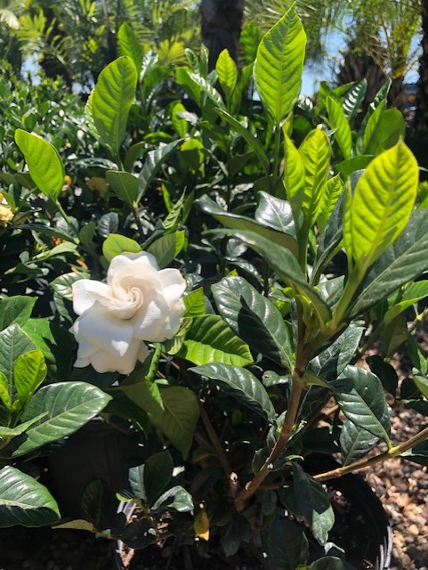 Gardenia