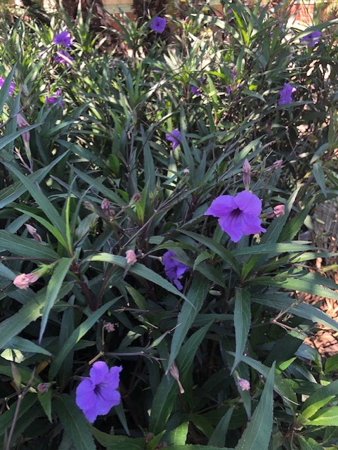 Mexican Petunia