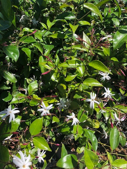 Star Jasmine