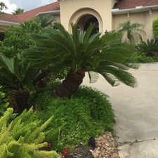 SAGO PALM