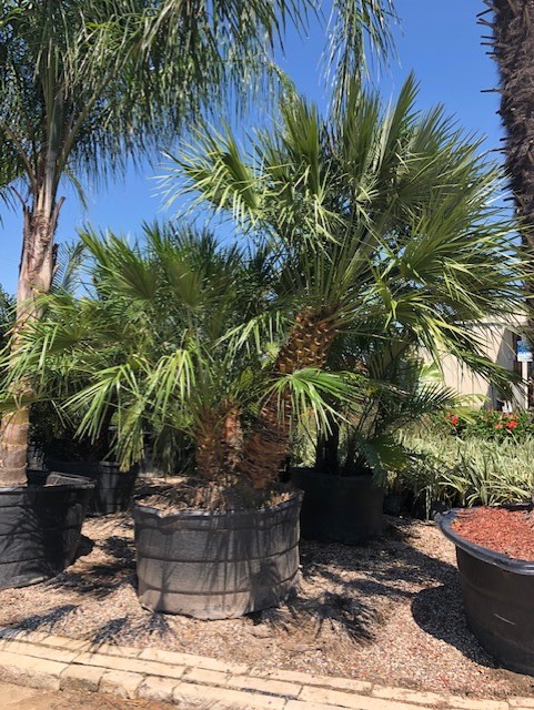 MEDITERRANEAN FAN PALM